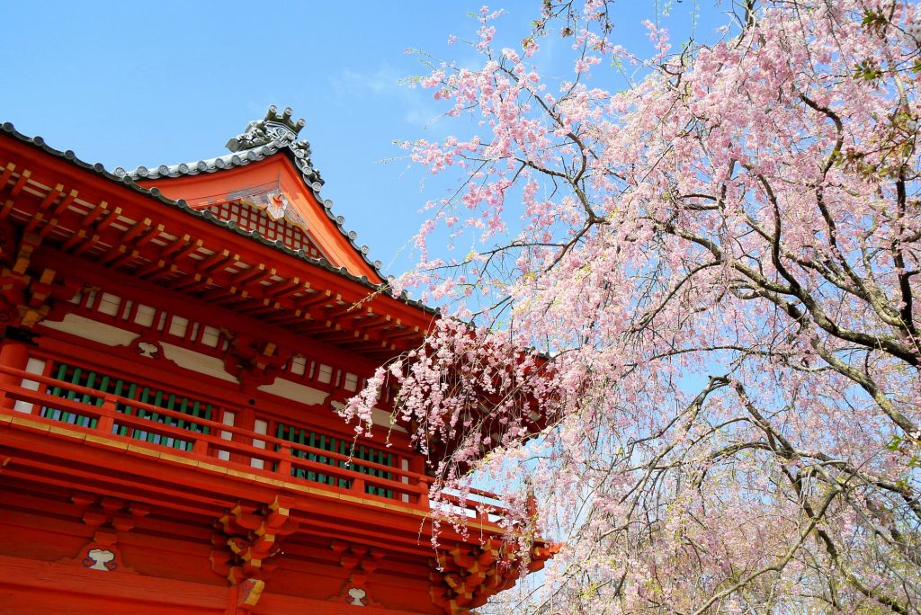 子どもから大人まで楽しめる千葉県屈指の桜スポット