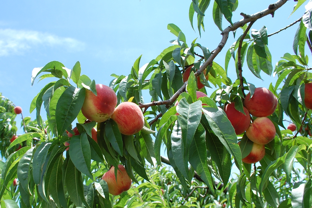 桃畑に踏み入れるや、桃の甘い香りに包まれる。見上げれば、赤く熟した桃が鈴なりになっていた
