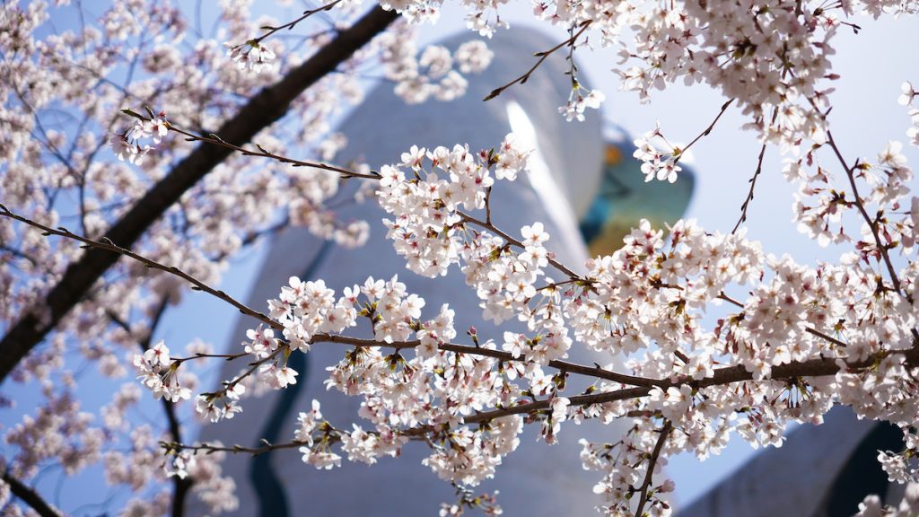 取材日には「太陽の塔」と桜のコラボレーションが楽しめた