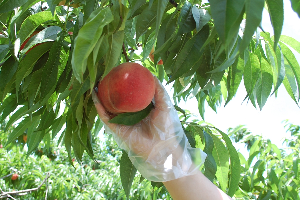 桃の品種は旬によって入れ替わる。どの品種の桃狩りをやっているかはレクチャー時に説明されるが、公式サイトにも掲示されている