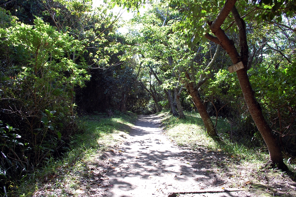 明神岬までのハイキングコースは、木々に覆われている。時にはかがみ込んで進む場所も