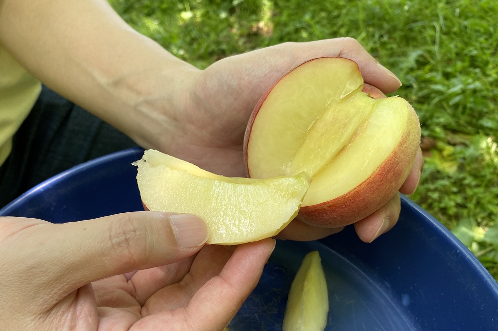 収穫直後の桃は驚くほど甘い！身の固さは品種でなく、桃それぞれの違いの方が大きく、素人には見分けが難しいと感じた