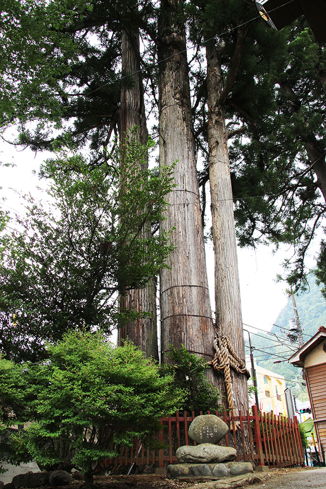   樹齢700年、東京都の指定天然記念物「氷川の三本杉」