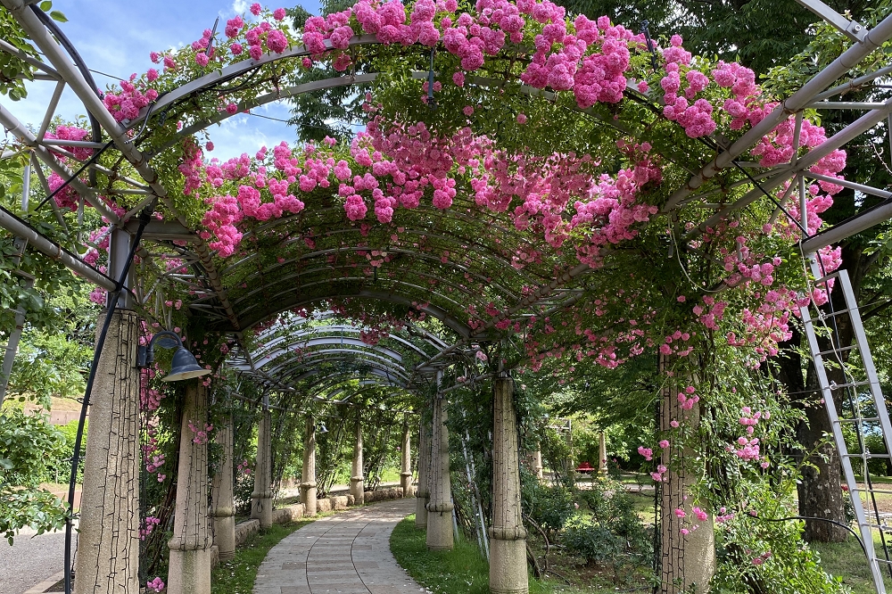 バラがアーチを描く「バラの回廊」。全長が230メートルあり、日本一の長さを誇っているそう