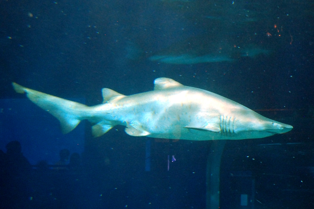 画像はシロワニ（ネズミザメ目）。アクアワールドは日本で唯一、シロワニの繁殖に成功した水族館としても知られている