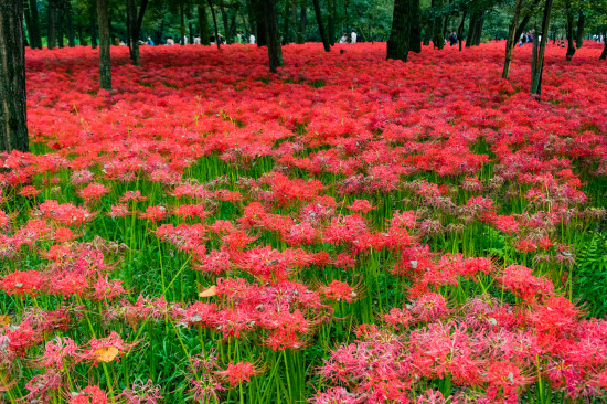 一面に咲き乱れる曼珠沙華はさながら赤い絨毯のよう