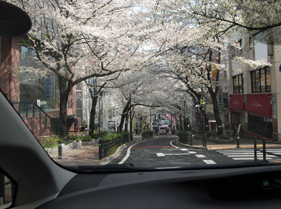 きれいな桜並木の下をドライブ