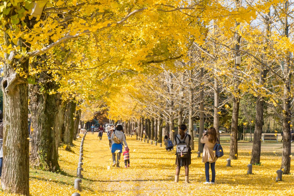 秋は銀杏並木が美しく色づく、各務原市の「学びの森」