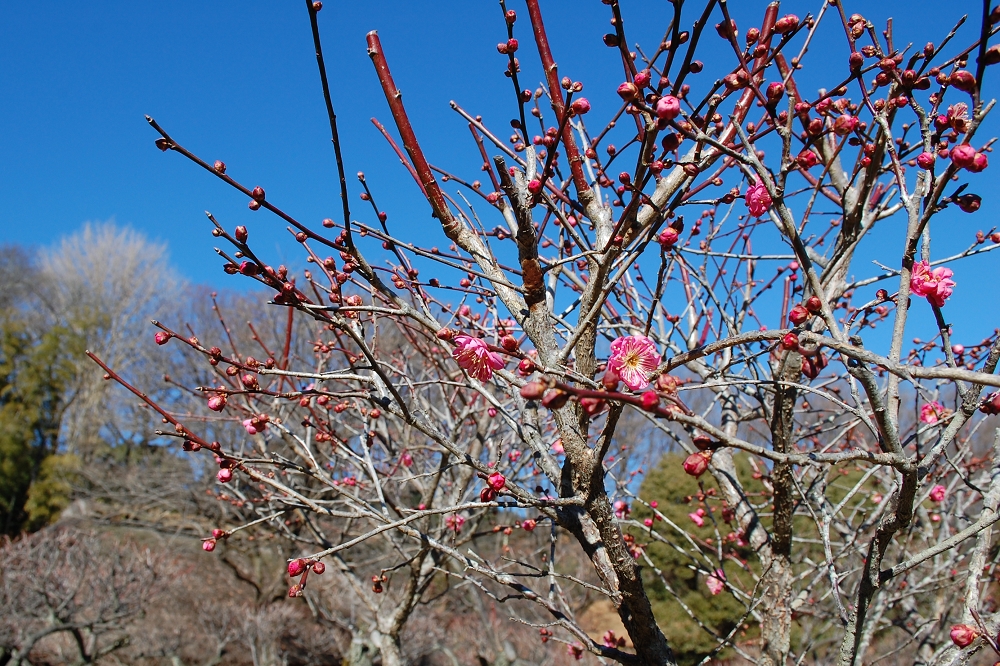 取材日は1月半ばでまだ寒かったが、梅園では紅梅や黄梅など、開花の早い梅が咲き始めていた