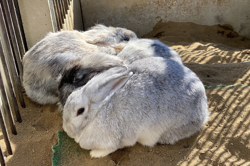 寒いからか、ウサギたちは身を寄せ合ってひなたぼっこをしていた