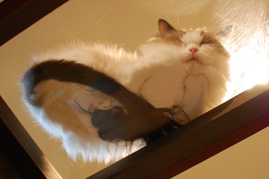 SNSで流行した「下から猫を見上げるガラス床」 