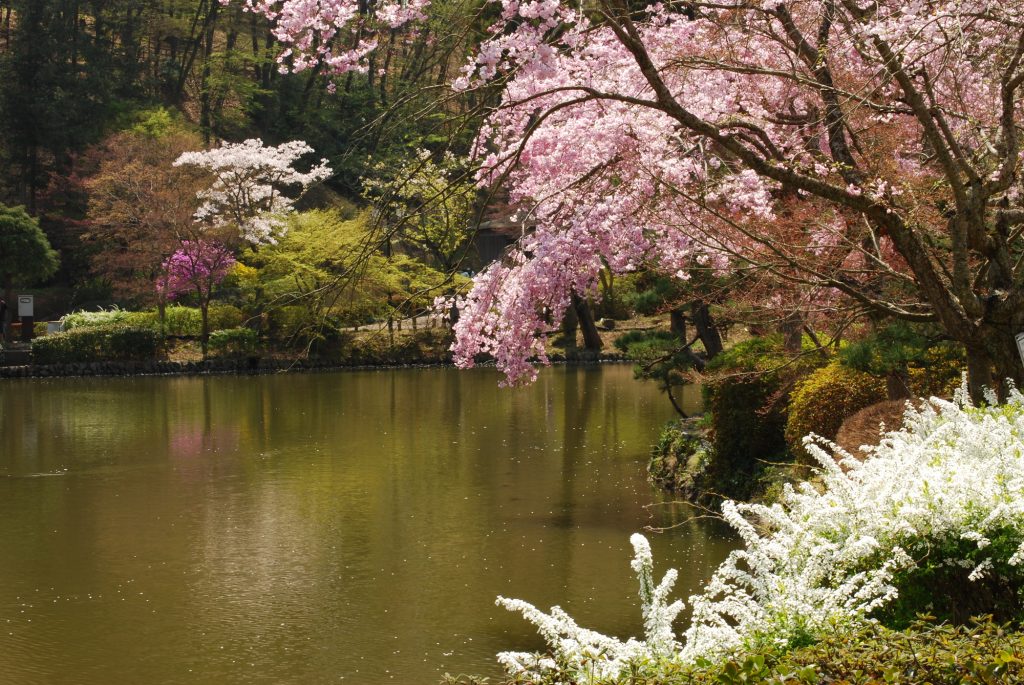 昔話に出てきそうな風景の中で桜を堪能