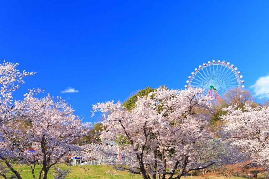 観覧車から見下ろす桜景色は格別 