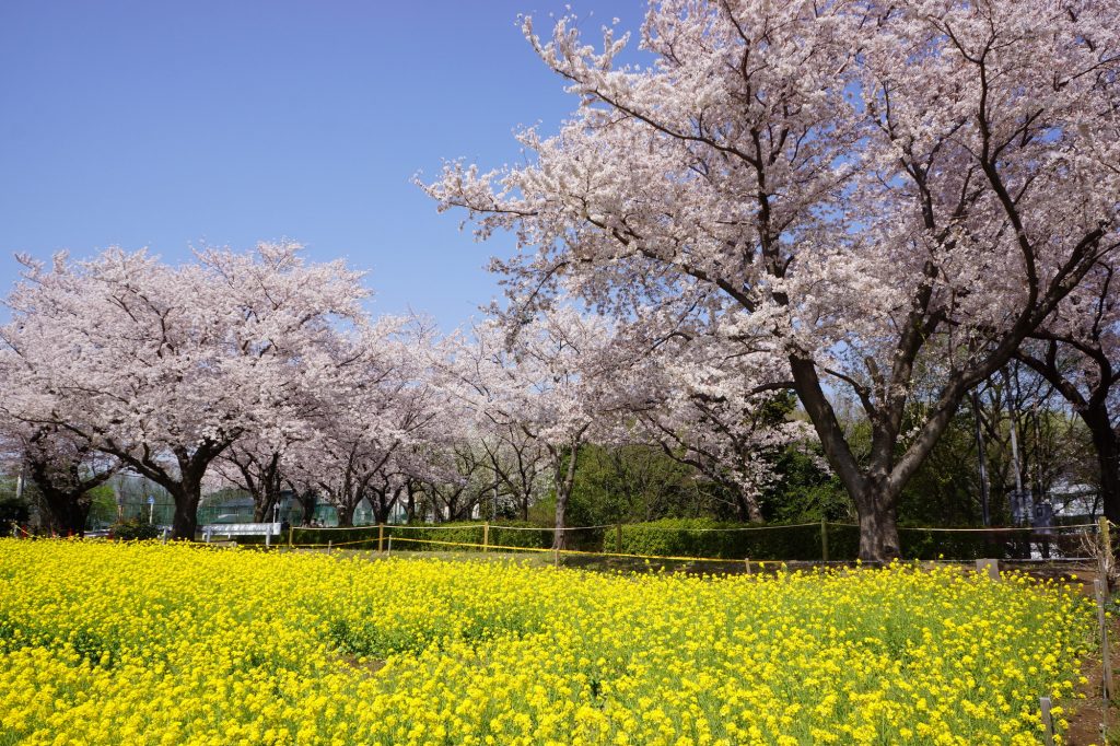 菜の花と桜の春景色に癒される