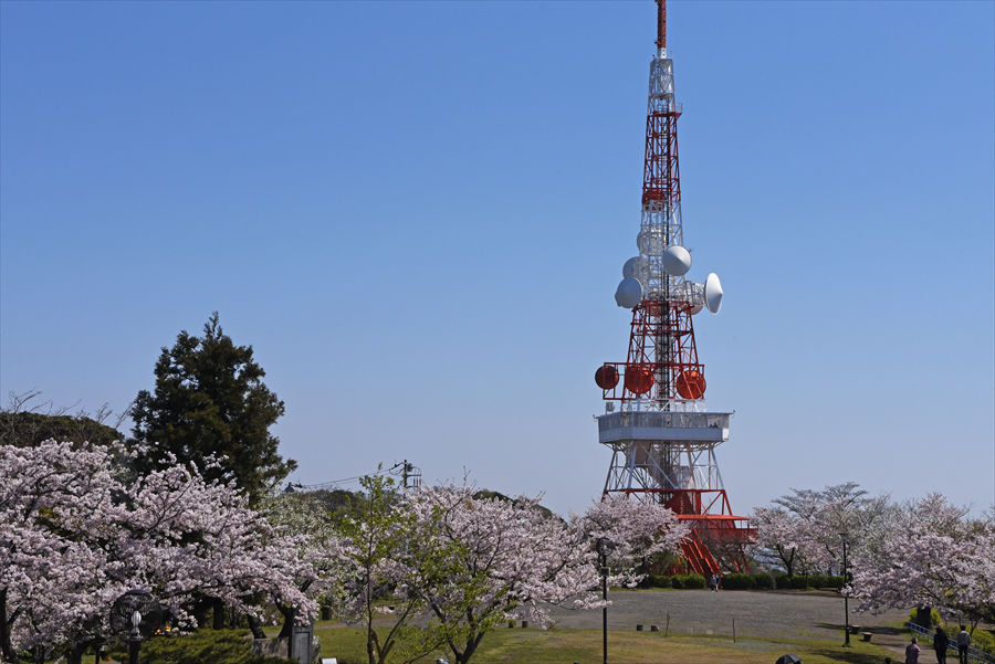  桜でいっぱいになる「湘南平」頂上のテレビ塔付近は、絶好のお花見スポット      