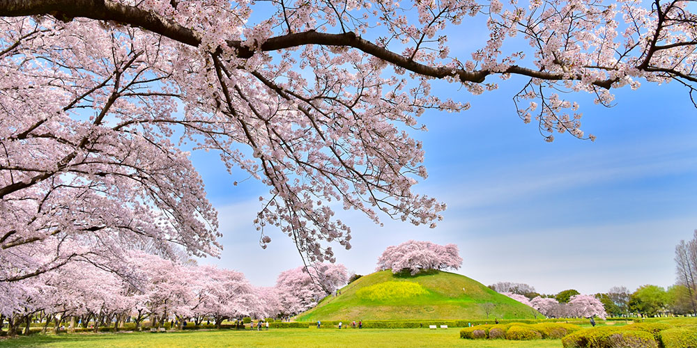 桜見物やお花見の人気スポット&穴場スポットを紹介！【2021年・関東