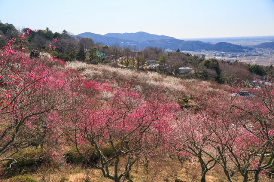 筑波山の中腹に広がる梅の花